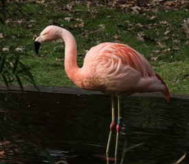 Flamingo