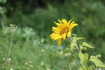 flower, nature, summer