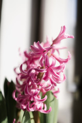 Pink flower 5