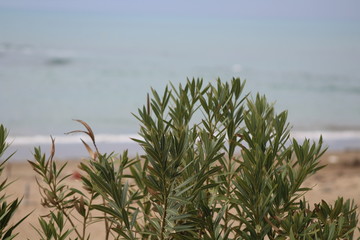 grass, nature, beach, ocean,