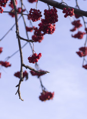 ripe rowan berries on the sky background. nature, seasons.