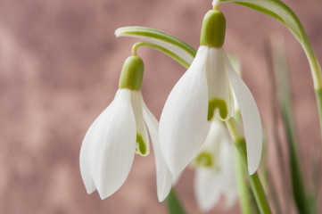 closeup of snowdrops on blurred background