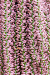 Areca catechu nut tree in the garden for background