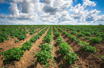 Agricultural landscape in the summer time. Rows on the field.