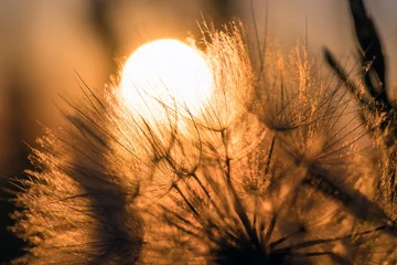 Fototapeten Löwenzahnnahaufnahme gegen Sonne und Himmel während der Dämmerung © fotolesnik
