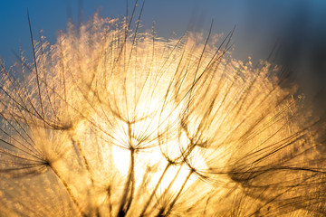 Naklejka premium Dandelion zbliżenie przeciw słońcu i niebu podczas świtu