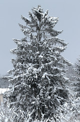 Sapin sous la neige en hiver