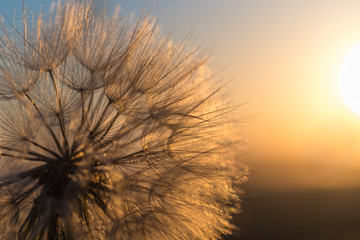 Fototapeta premium Dandelion zbliżenie przeciw słońcu i niebu podczas świtu