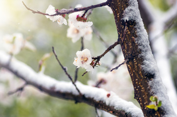 Flowers apricot tree in spring when fell out the last snow