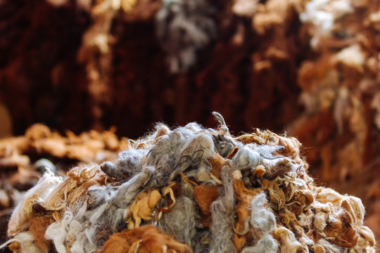 Macro close-up of raw alpaca fibers piled in a deposit