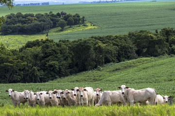 Herd of Nelore cattle grazing in a pasture - obrazy, fototapety, plakaty