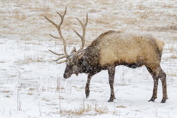 Bull elk, or wapiti (Cervus canadensis) in prairie under a heavy snowstorm, Neal Smith National Wildlife Refuge, Iowa, USA.