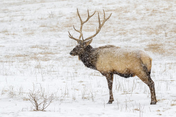 Bull elk, or wapiti (Cervus canadensis) in prairie under a heavy snowstorm, Neal Smith National Wildlife Refuge, Iowa, USA.