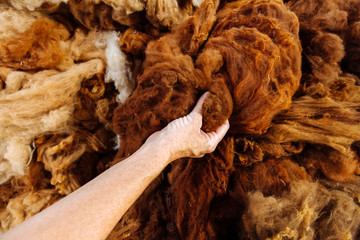 Close-up macro of woman's hand grabbing raw alpaca fibers