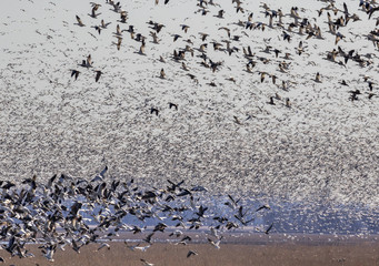 Spring migration of snow geese (Chen caerulescens), Loess Bluffs National Wildlife Refuge, Missouri, USA