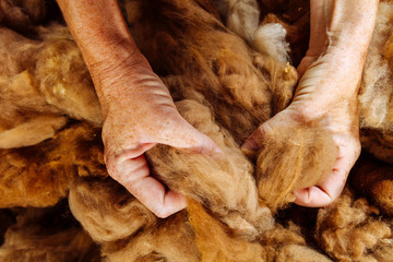 Macro closeup of two woman hands grasping unprocessed alpaca fibers