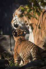 Mother tiger with cub