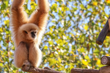 White gibbon monkey hanging