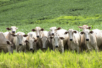 Herd of Nelore cattle grazing in a pasture