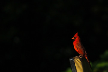 Cardinal on a branch