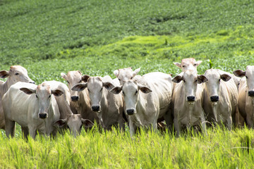 Herd of Nelore cattle grazing in a pasture
