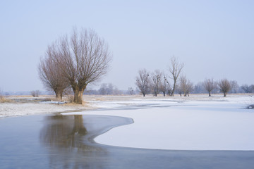 Wierzby nad zamarzniętym rzecznym rozlewiskiem © Piotr Szpakowski