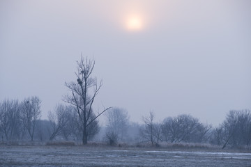 Obraz na płótnie Canvas słońce nad zimowymi drzewami