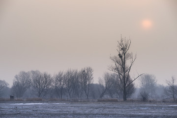 Obraz na płótnie Canvas słońce nad zimowymi drzewami