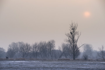 słońce nad zimowymi drzewami © Piotr Szpakowski
