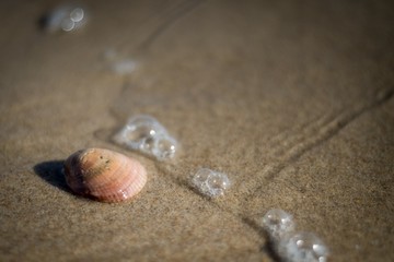 Concha en la orilla del mar