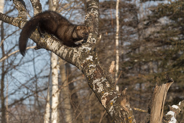 Fisher (Martes pennanti) Turns to Climb Down Tree