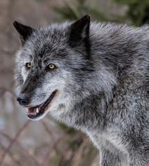 Gray Wolf