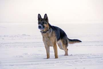 Naklejka premium young dog eastern european shepherd with a snow-covered nose, stands in the snow..