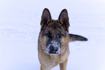 dog eastern european shepherd with snow-covered nose looking into the camera closeup on a snow background