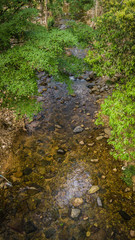 Streams in the forest