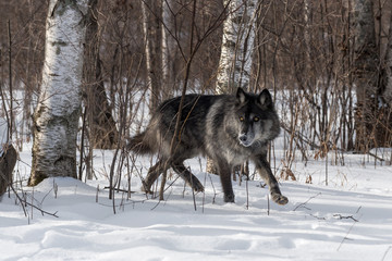 Fototapeta na wymiar Black Phase Grey Wolf (Canis lupus) Stalks Out of Woods
