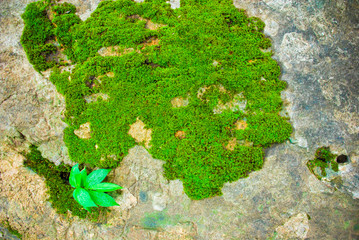 Green leaves in the forest at Kanchanaburi