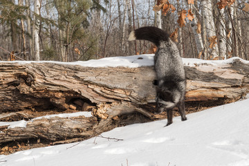 Obraz premium Silver Fox (Vulpes vulpes) Jumps Down From Log