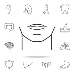 man chin icon. Detailed set of human body part icons. Premium quality graphic design. One of the collection icons for websites, web design, mobile app