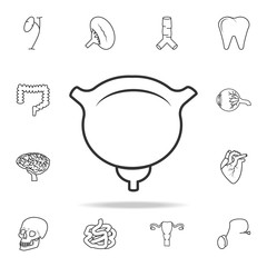 bladder icon. Detailed set of human body part icons. Premium quality graphic design. One of the collection icons for websites, web design, mobile app