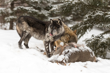 Black Phase and Grey Wolf (Canis lupus) Licks Nose Near Deer Carcass