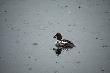LESSER SCAUP duck enjoying the rain in the pond