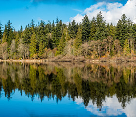 Fototapeta na wymiar forest and cloud with blue sky cast reflection on the pond