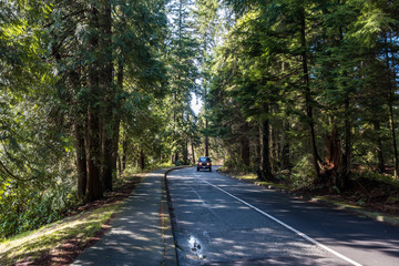 a car drive through a forest road