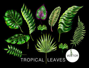  Tropical realistic palm, monstera, banana and fern leaves. Set isolated on black background. Vector illustration.