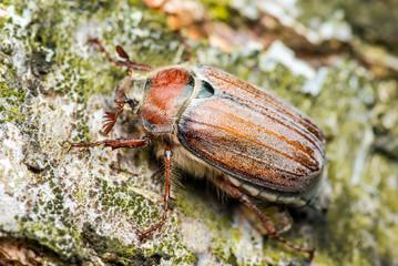 Cockchafer Melolontha May Beetle Bug Insect Macro