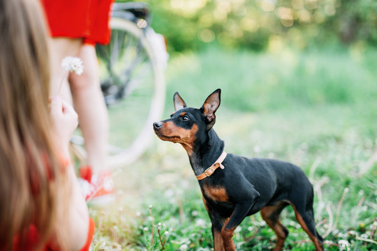 small brown puppy of pinscher breed stands on green grass and looks at girl with dandelion