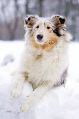 Young blue merle funny rough Collie dog lying outdoors on a snow in winter