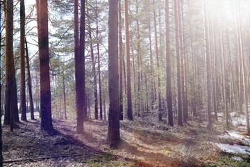 Obraz premium Las sosnowy na początku wiosny pod śniegiem. Forest un