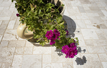Close up view of Geranium flower with stone tile background in sunny summer day.